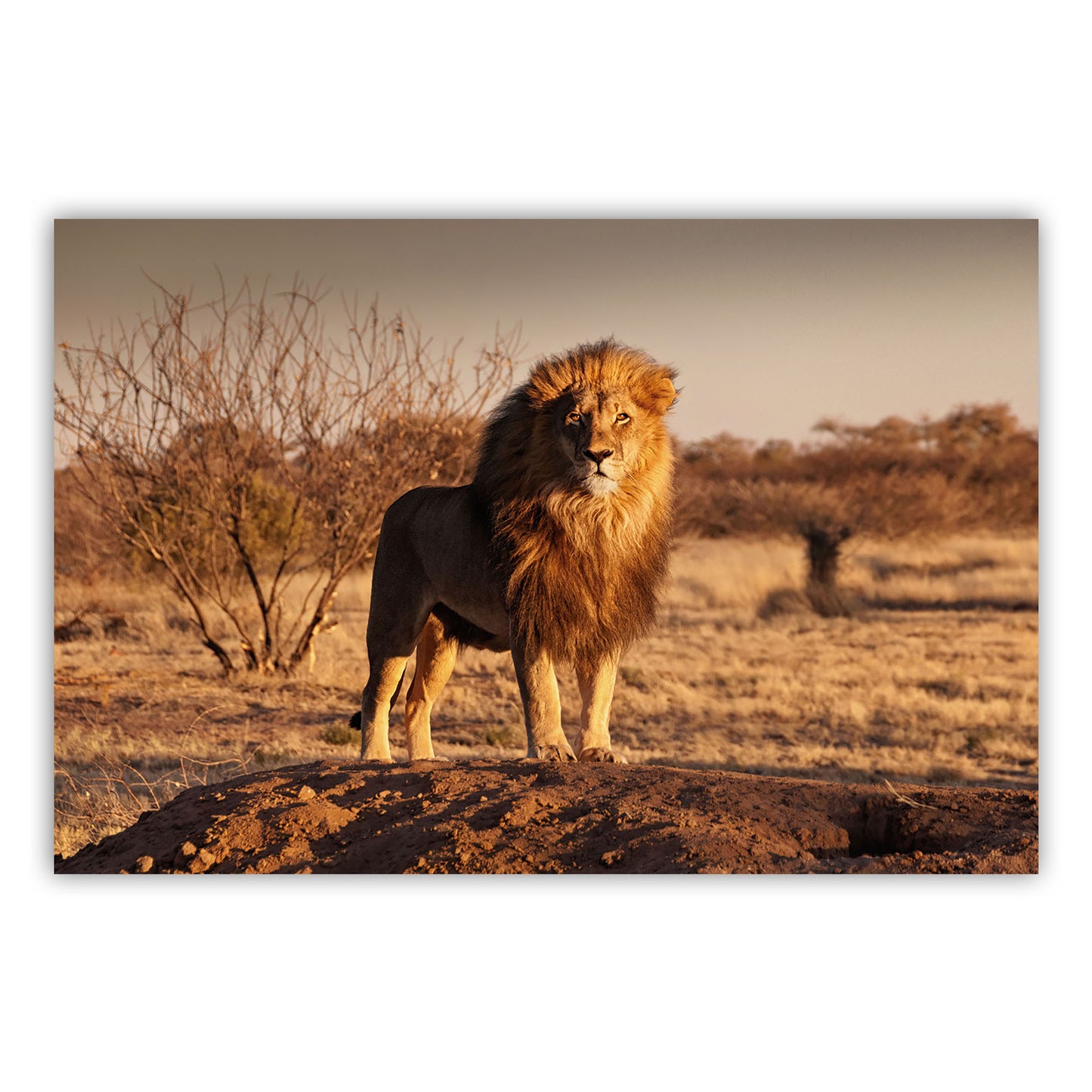 Artistic Canvas Wall Decor 609