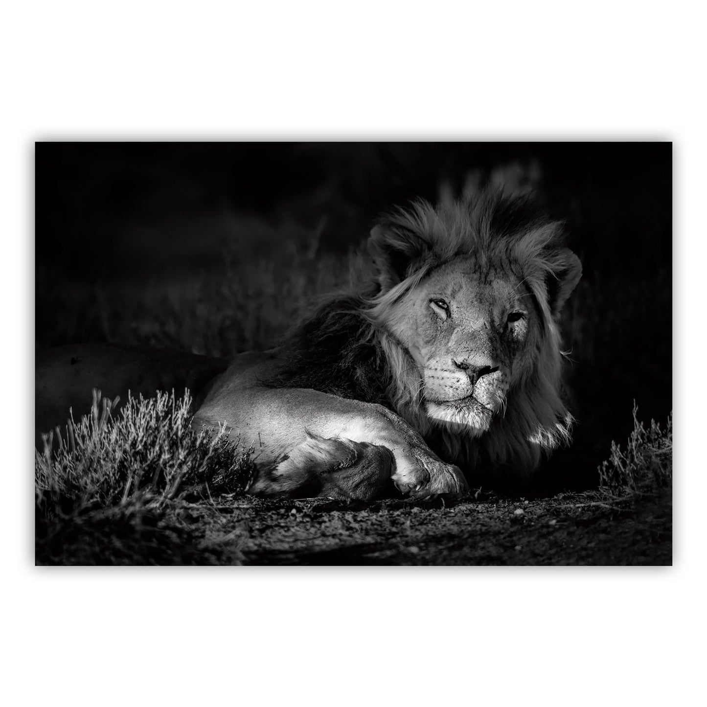 Vibrant Canvas Art Print 612