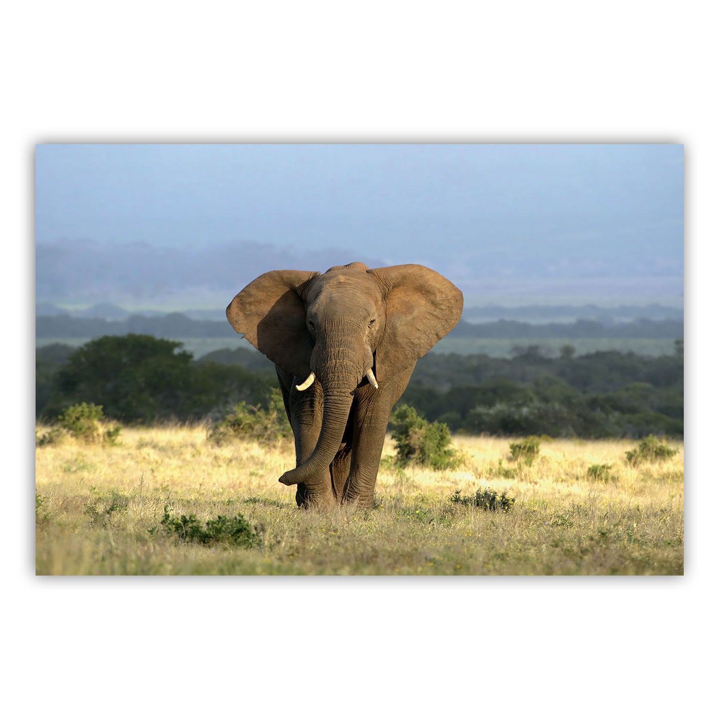 Artistic Canvas Print 870