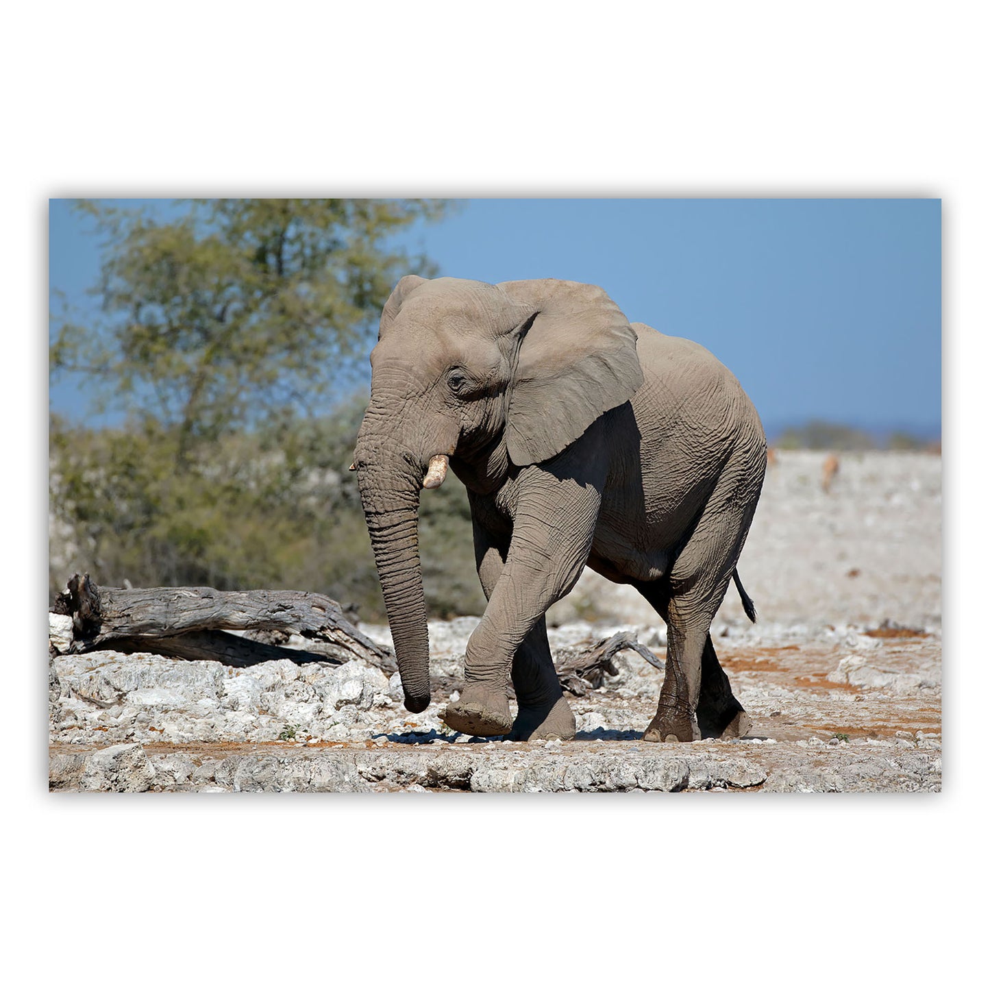 Artful Canvas Print 875