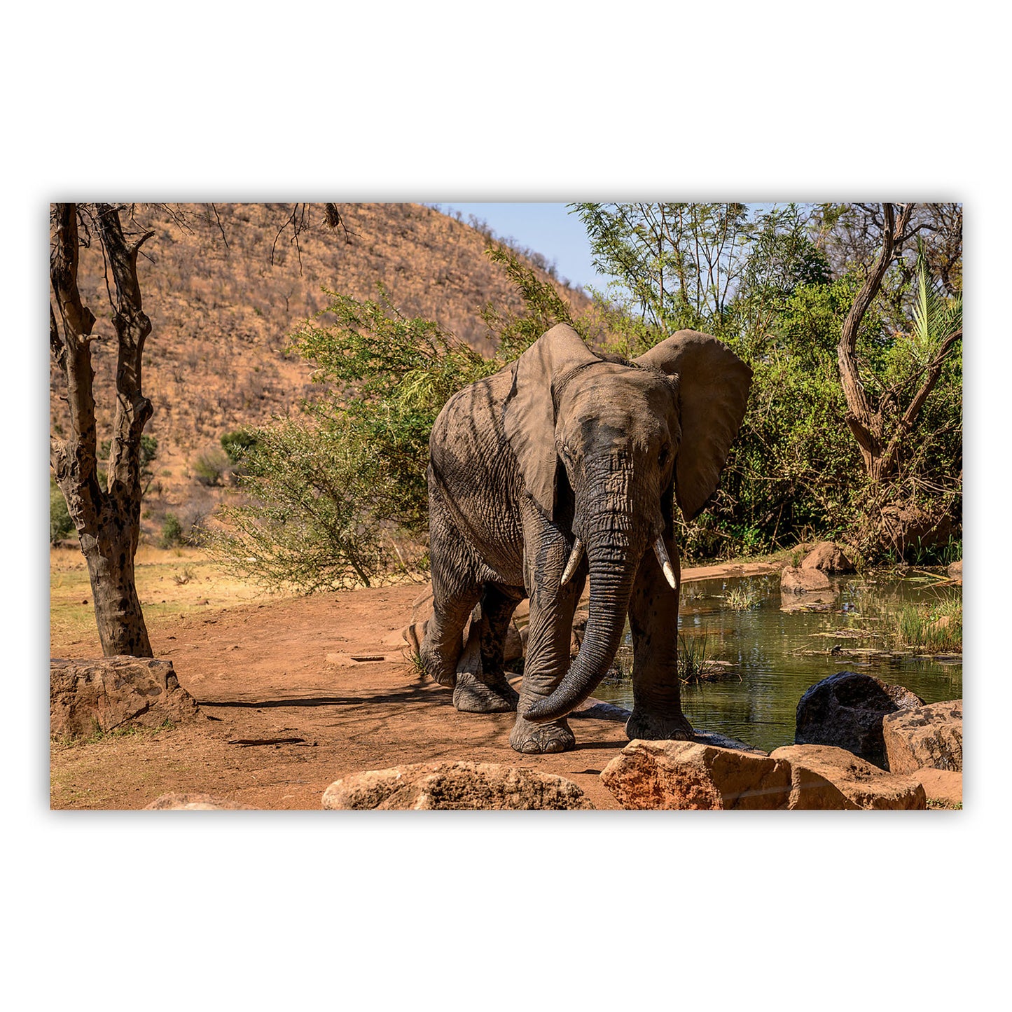 Artistic Vision: Canvas Print 882
