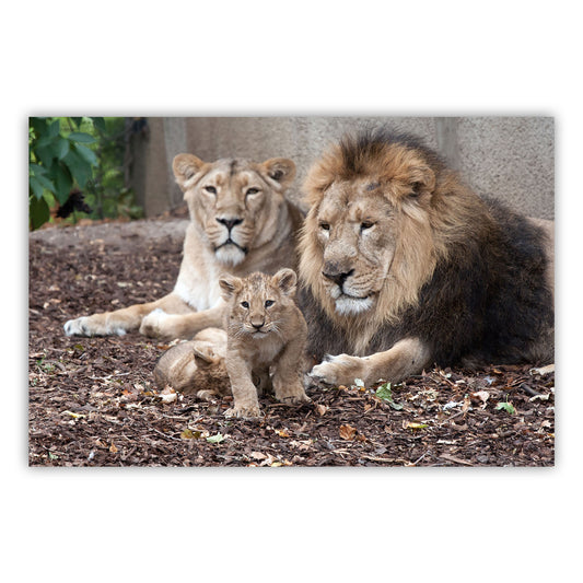 Artistic Canvas Print 604: Vibrant Visuals for Your Space