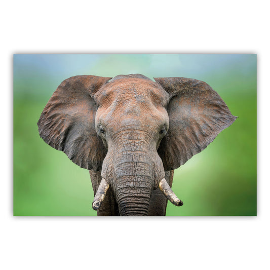 Vibrant Artistry Canvas Print 881